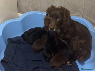 Mixed Breed dogs - Advert 14