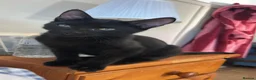 Mixed Breed cats for sale: 2 beautiful black kittens - Advert 3