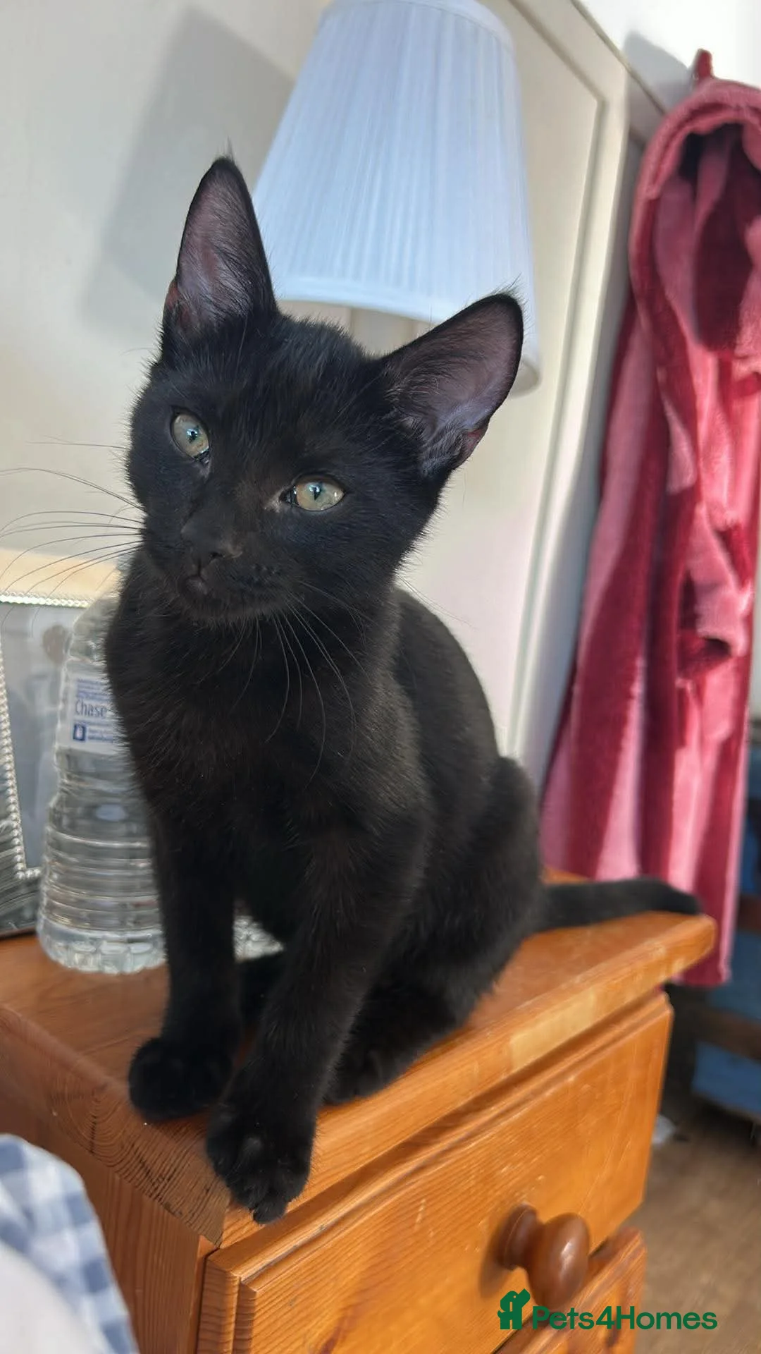 Mixed Breed cats for sale: 2 beautiful black kittens - Advert 3