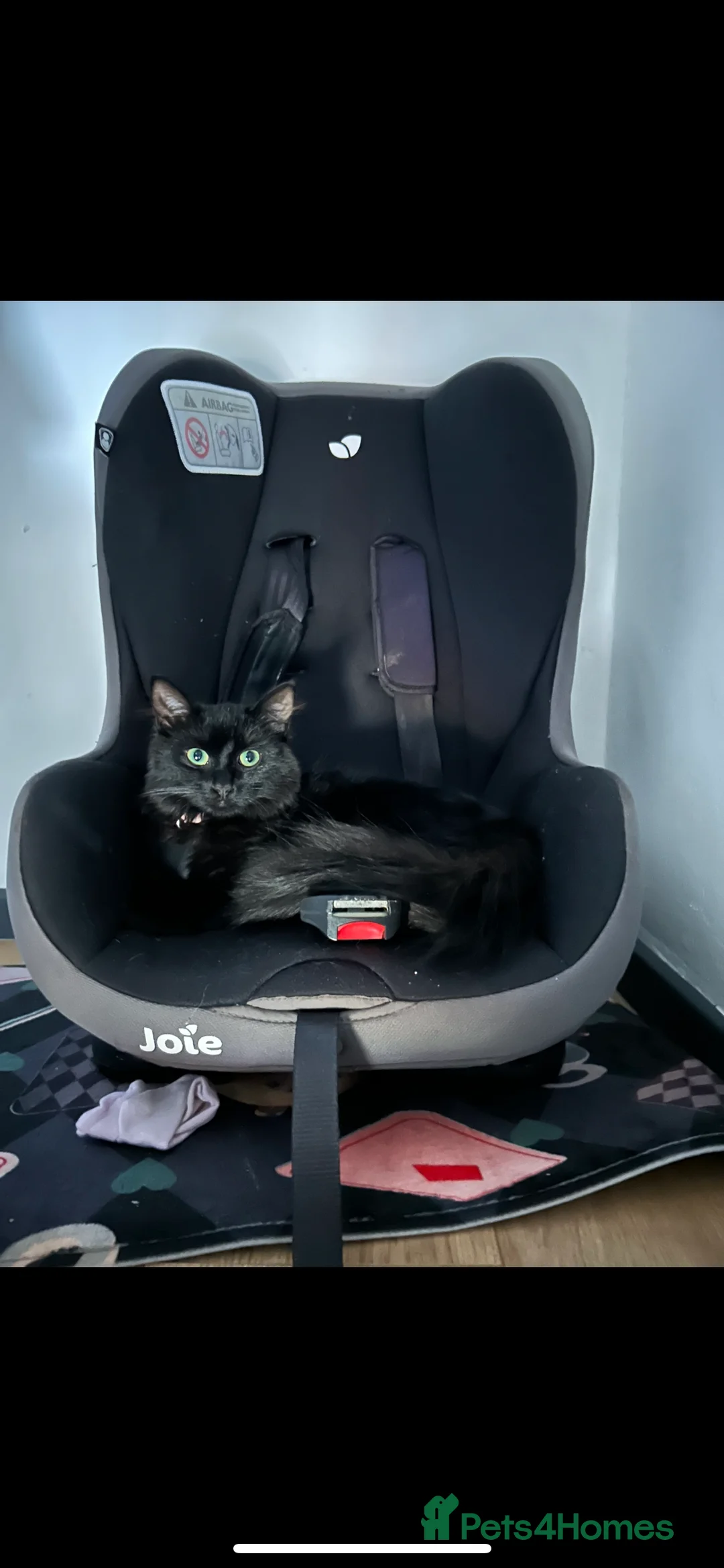 Mixed Breed cats for sale: Beautiful black fluffy cat  - Advert 7