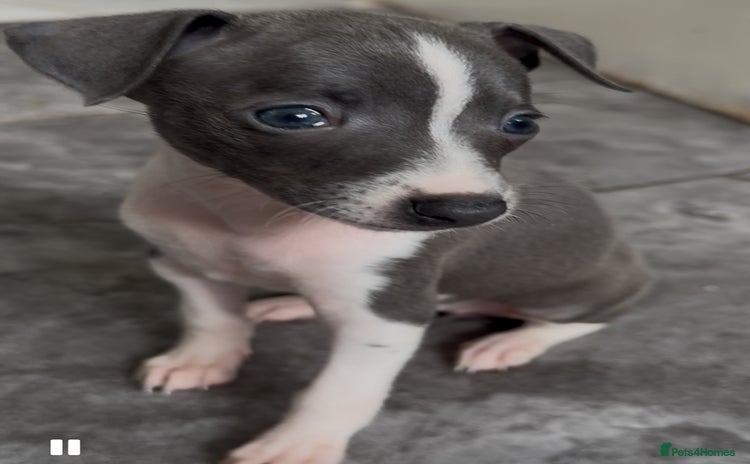 Italian Greyhound dogs - Advert 1