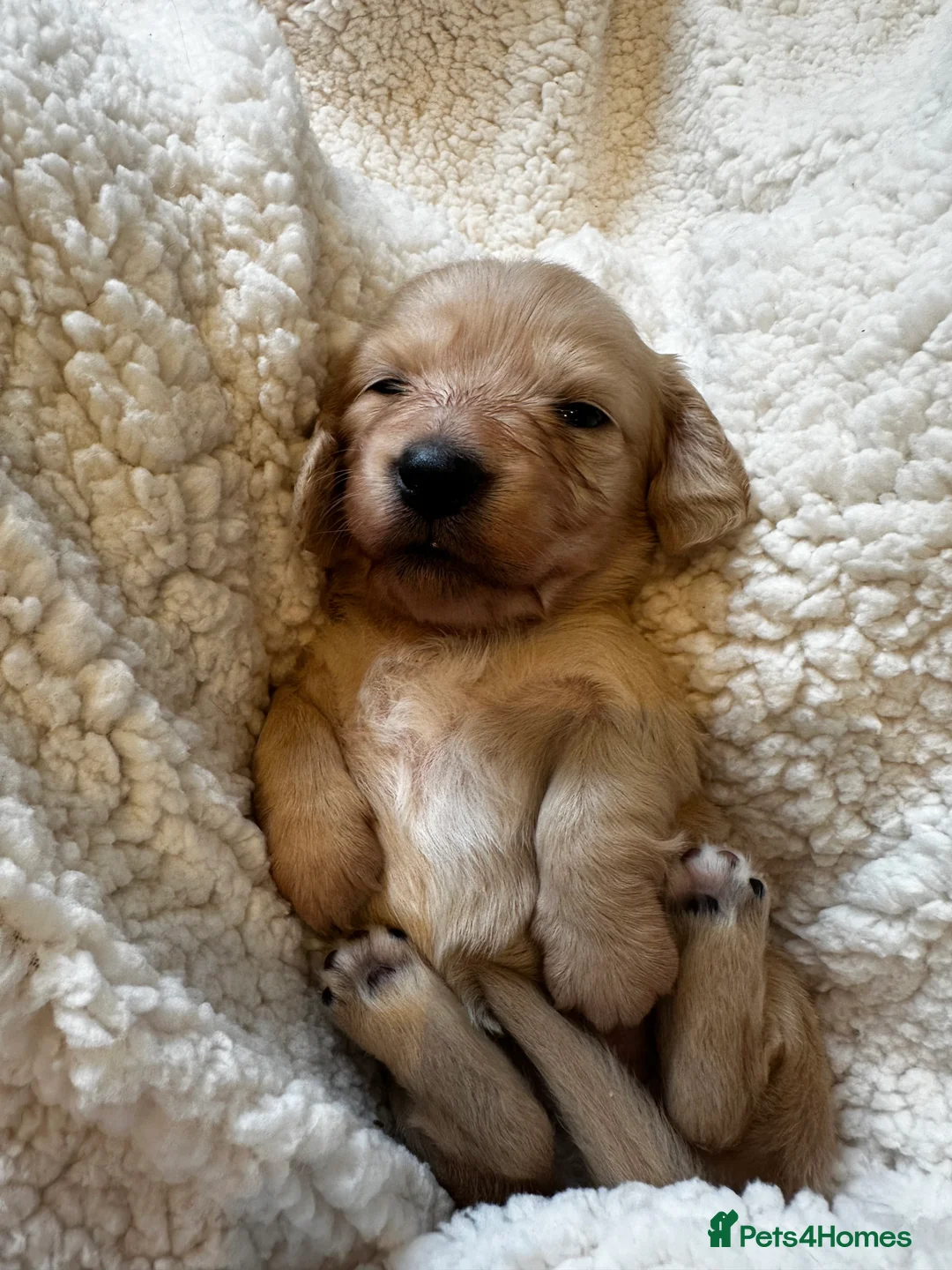 Miniature Dachshund dogs for sale: One cream girl available! ⭐️⭐️⭐️⭐️⭐️ - Advert 5