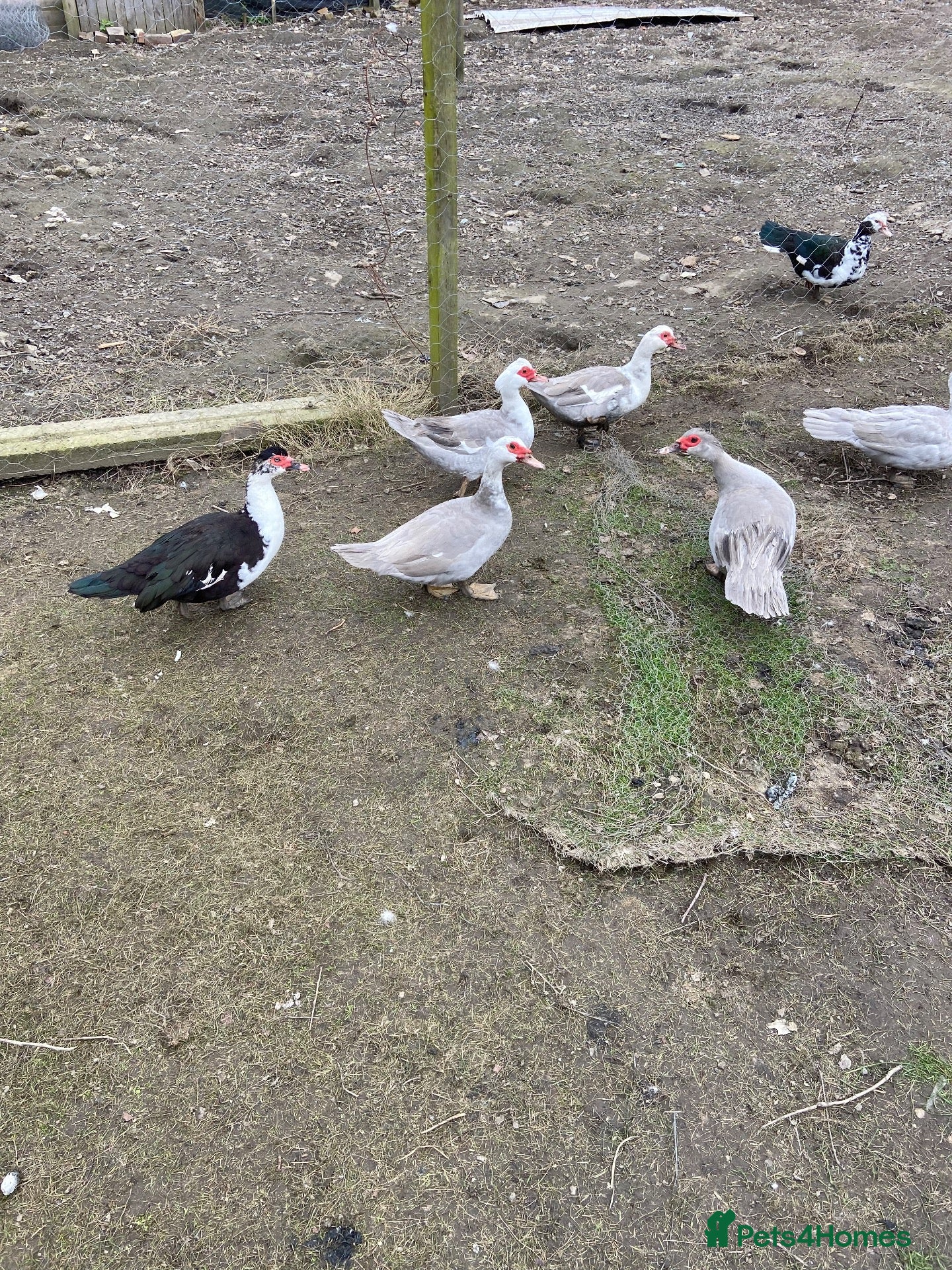 Ducks poultry Muscovy male duck - Advert 1