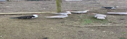 Ducks poultry for sale: Muscovy male duck - Advert 1