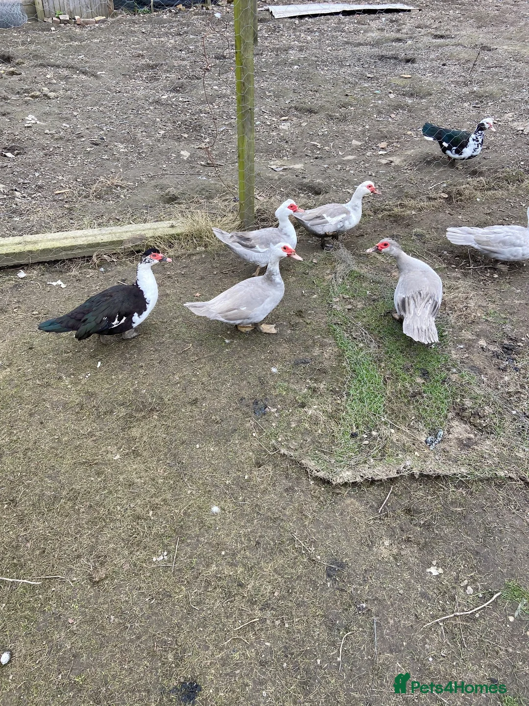 Ducks poultry for sale: Muscovy male duck - Advert 1