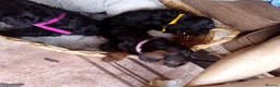 Cockapoo dogs for sale:  cockapoodle in ELY - Advert 16