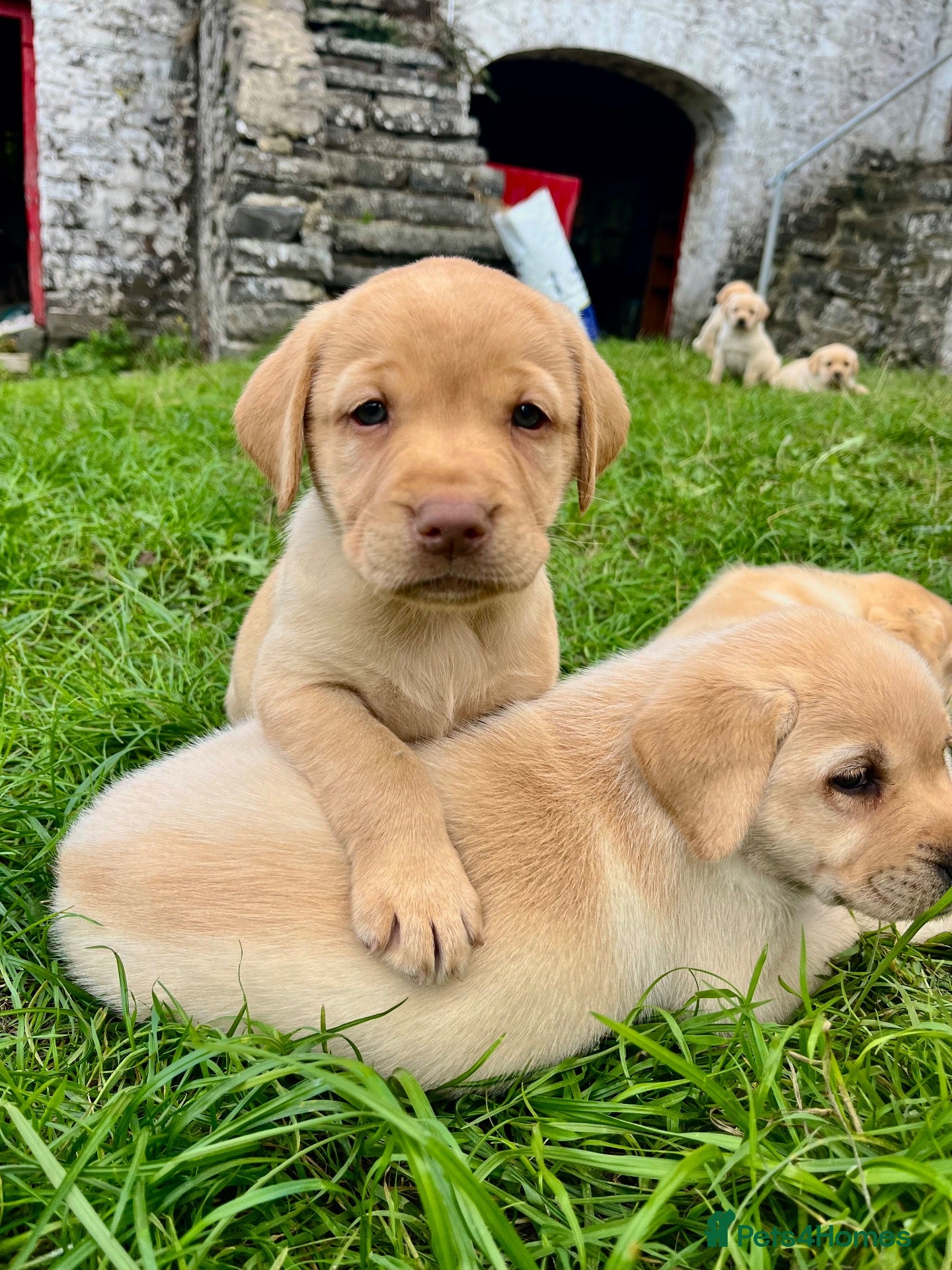 Labrador Retriever dogs Labrador puppies - Advert 2