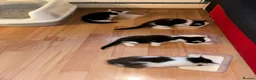 British Shorthair cats for sale: Beautiful Black & White Kittens  - Advert 7