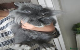 Lionhead rabbits for sale: Beautiful Blue Lion Head Boy - Advert 12