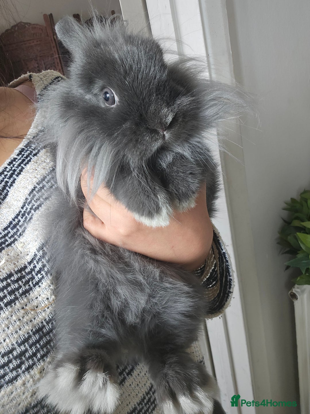 Lionhead rabbits for sale: Beautiful Blue Lion Head Boy - Advert 12