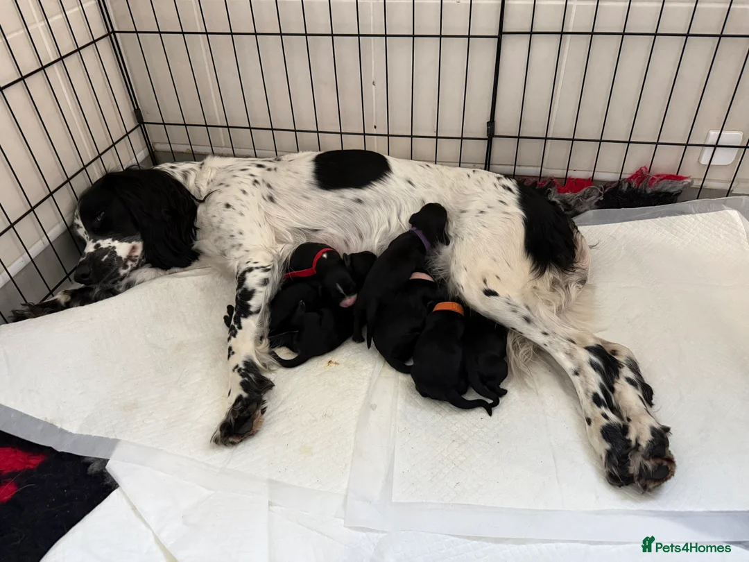 Sproodle dogs for sale: Beautiful sproodle puppies  - Advert 16