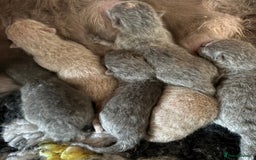 British Shorthair cats for sale: Beautiful BSH  - Image 7