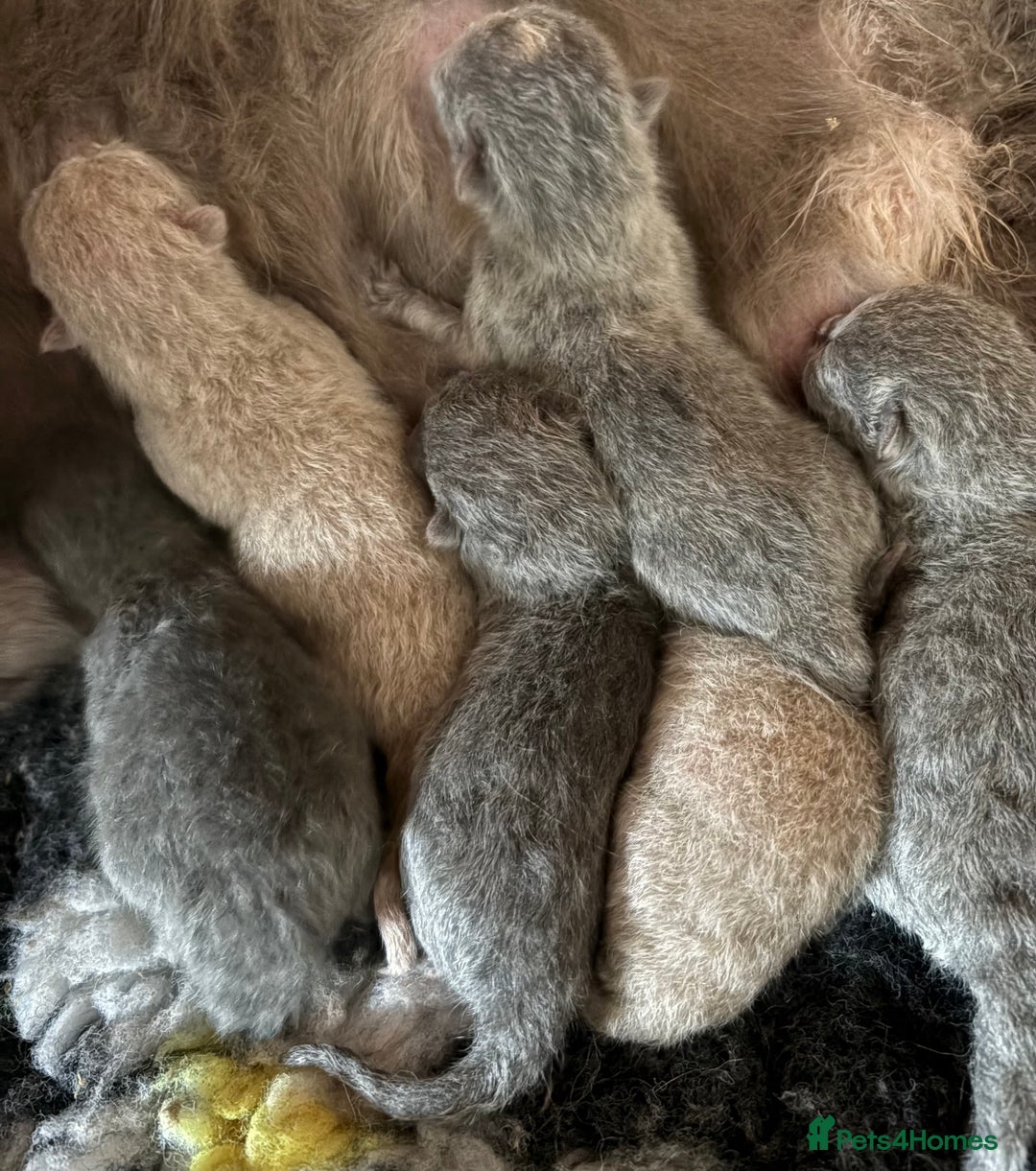 British Shorthair cats for sale: Beautiful BSH  - Image 7