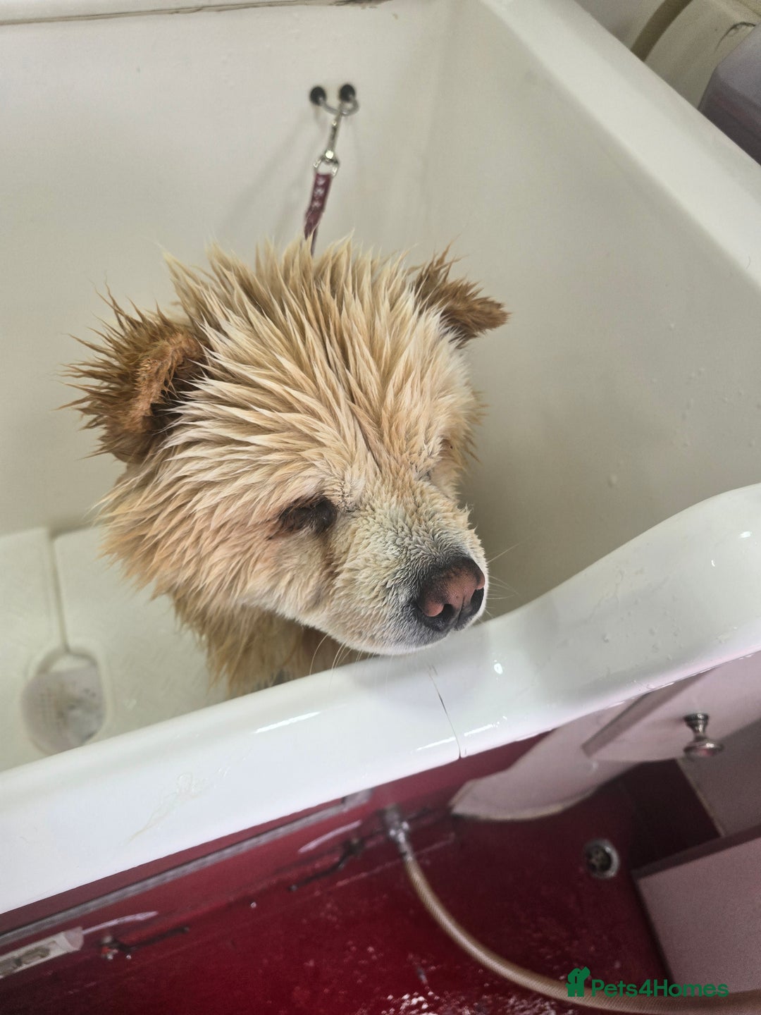 Chow Chow dogs for sale: Bear the chow chow - Image 6