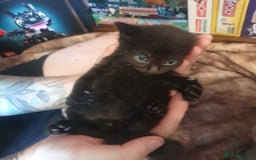 British Longhair cats for sale: Beautiful Black kittens (1 left 4 sold) - Image 4