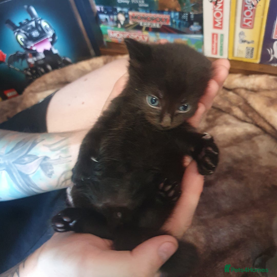 British Longhair cats for sale: Beautiful Black kittens (1 left 4 sold) - Image 4