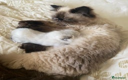 Exotic cats for sale: Outstanding Exotic Persian  - Image 12
