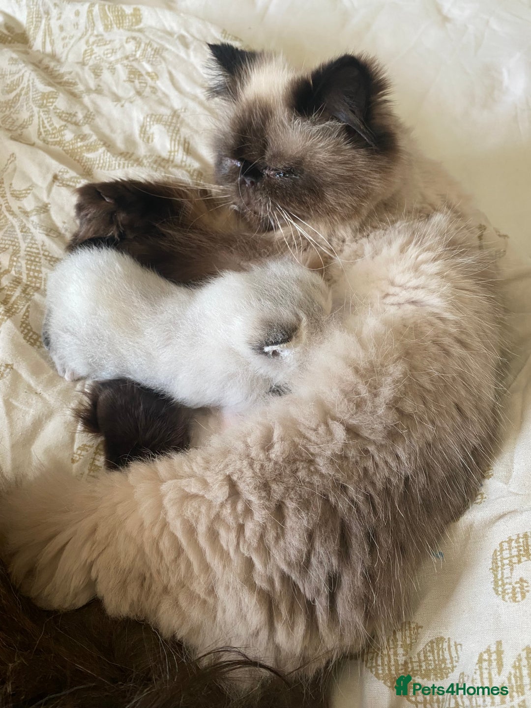 Exotic cats for sale: Outstanding Exotic Persian  - Image 12