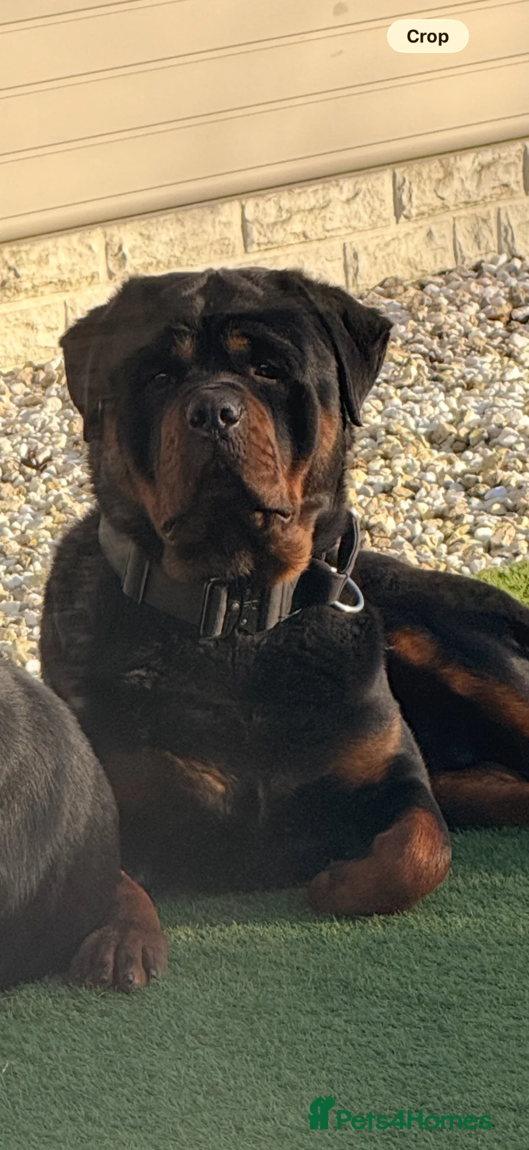 Rottweiler dogs for sale: Traditional type  KC Registered Rottweiler pups  - Advert 22