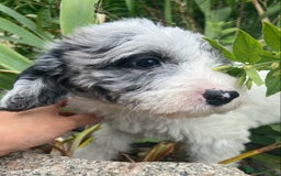 Mixed Breed dogs for sale: Poodle cross - Image 12
