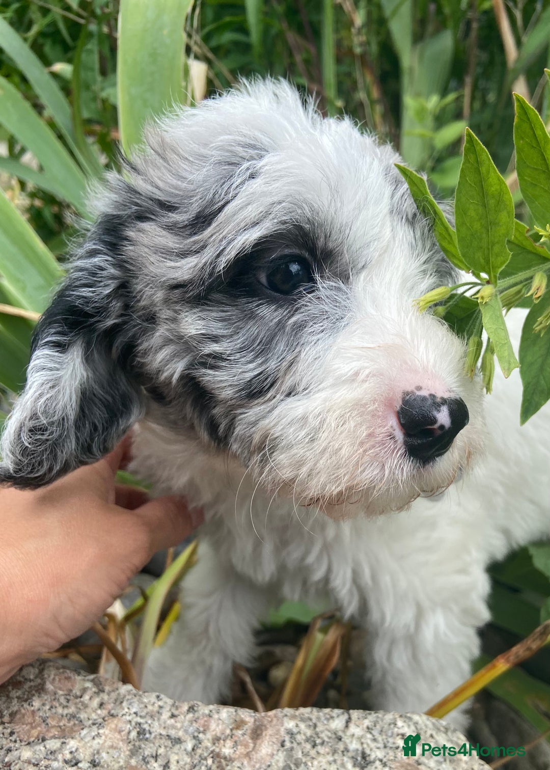 Mixed Breed dogs for sale: Poodle cross - Image 12