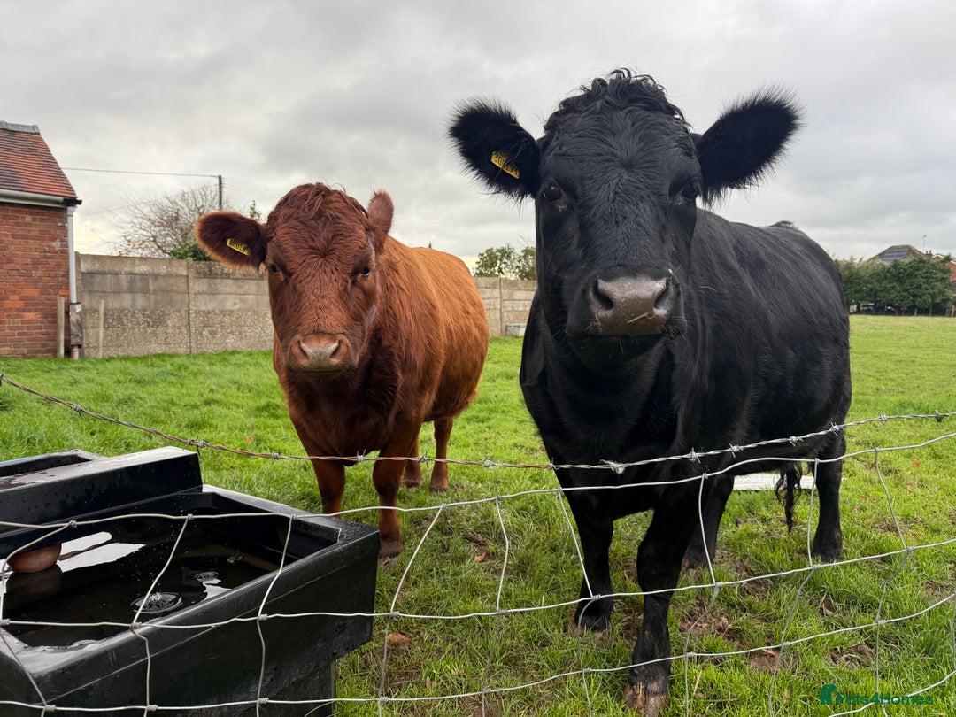 Cows & Bulls livestock for sale: 2 pedigree Dexter Heifers  - Advert 5