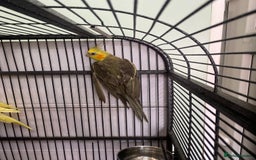 Cockatiels birds for sale: Cockatiels Pair - Image 3