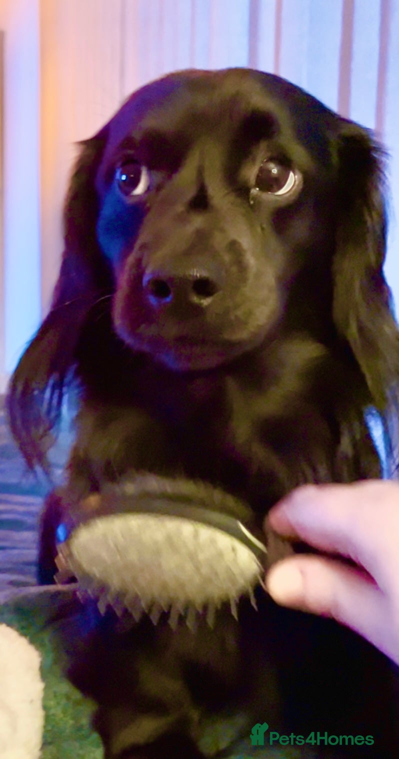 Miniature Dachshund dogs for stud: solid black longhaired miniature dachshu in Loughborough - Advert 6