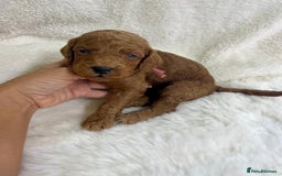 Goldendoodle dogs for sale: Outstanding Quality health tested Goldendoodles  - Image 6