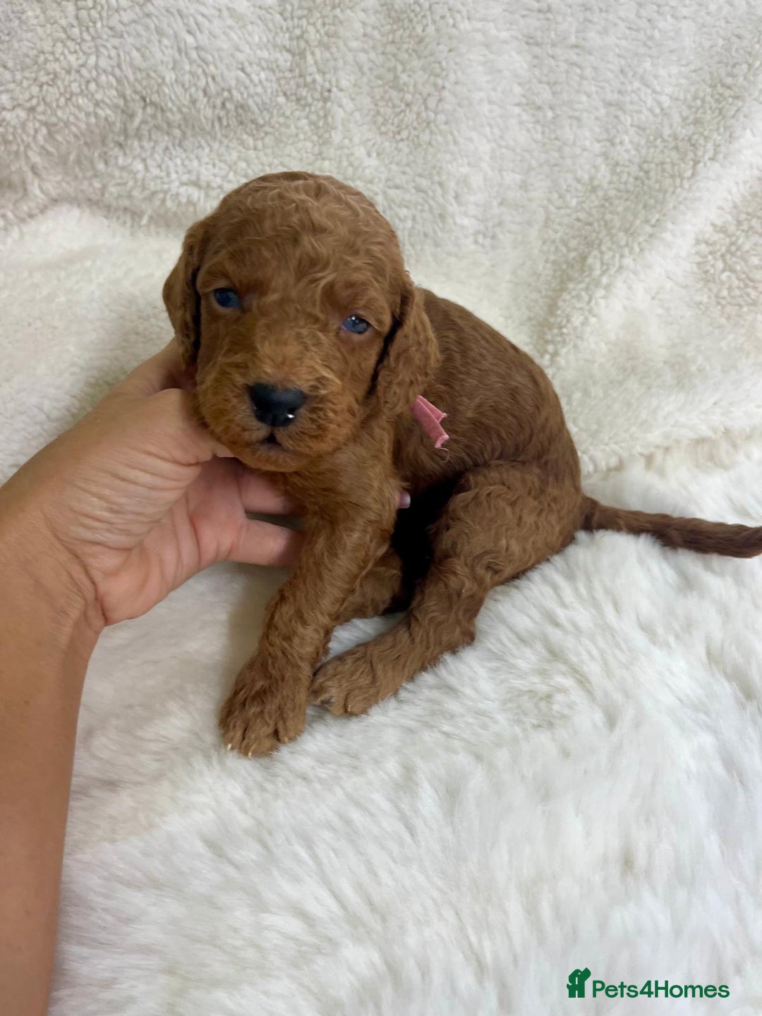 Goldendoodle dogs for sale: Outstanding Quality health tested Goldendoodles  - Image 6