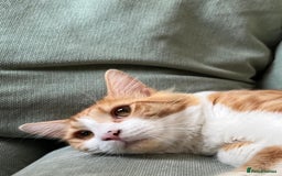 Domestic Shorthair cats for sale: Friendly white and ginger male - Image 3