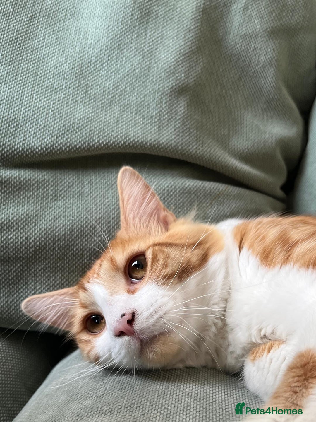 Domestic Shorthair cats for sale: Friendly white and ginger male - Image 3