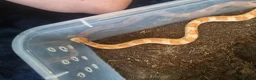 Mixed Breed reptiles for sale: Ball pythons boas and corns for sale  in Malvern - Advert 9