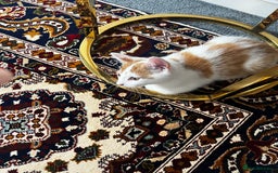 Mixed Breed cats for sale: calico male kitten READY TO LEAVE - Image 19