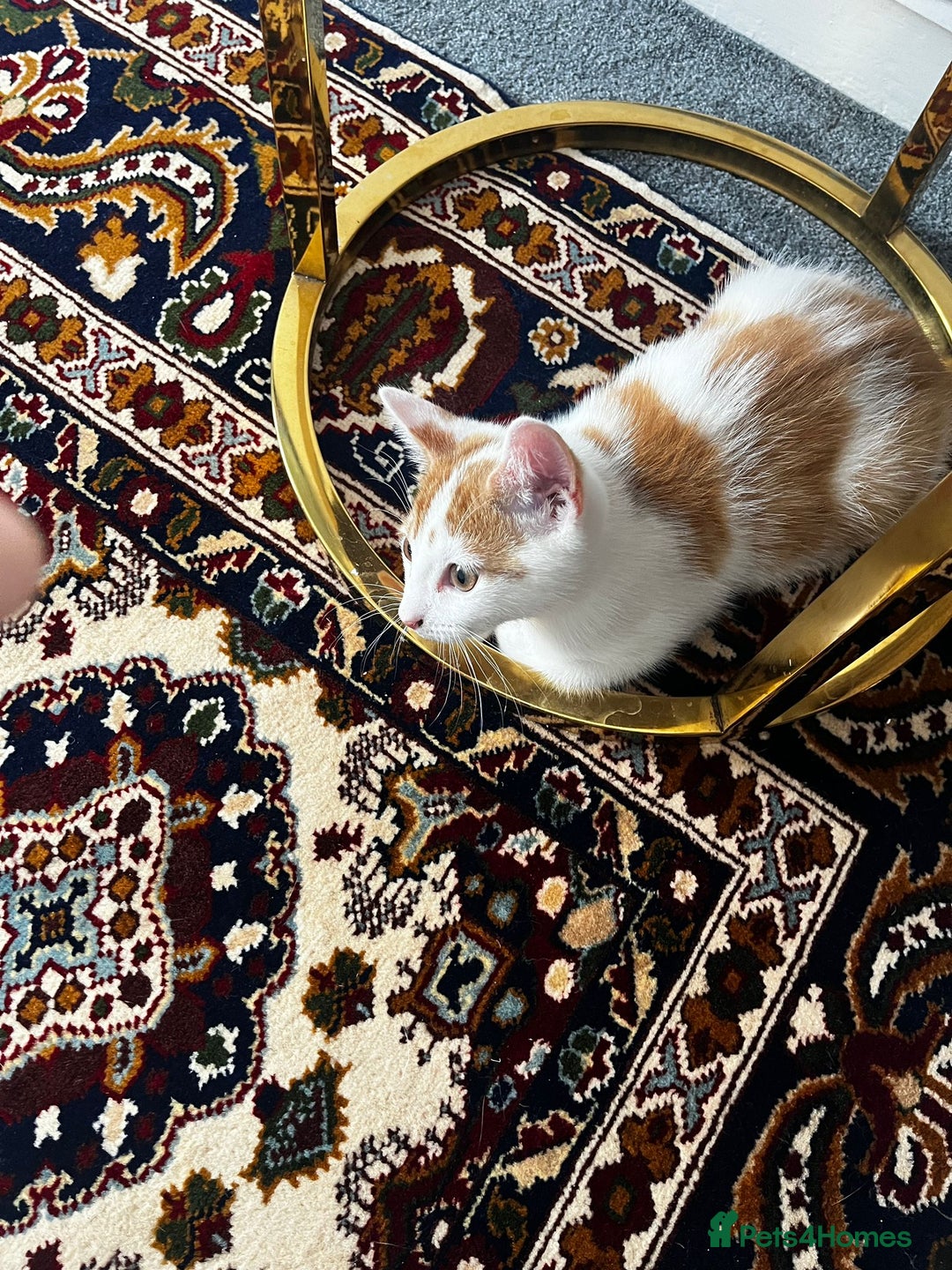 Mixed Breed cats for sale: calico male kitten READY TO LEAVE - Image 19