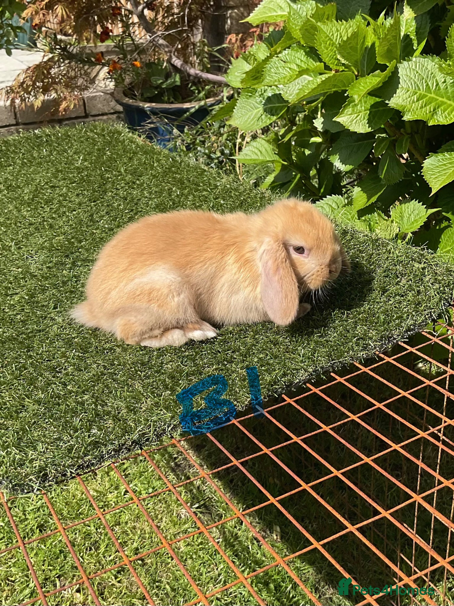 Mini Lop rabbits Pure bred mini lops baby rabbits  - Advert 1