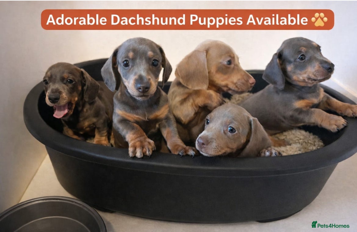 Dachshund dogs Stunning Dachshunds Viewing from 12 December  - Advert 12