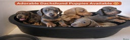 Dachshund dogs for sale: Stunning Dachshunds Viewing from 12 December  - Advert 2