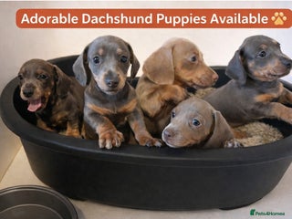 Dachshund dogs Stunning Dachshunds Viewing from 12 December - Advert 12