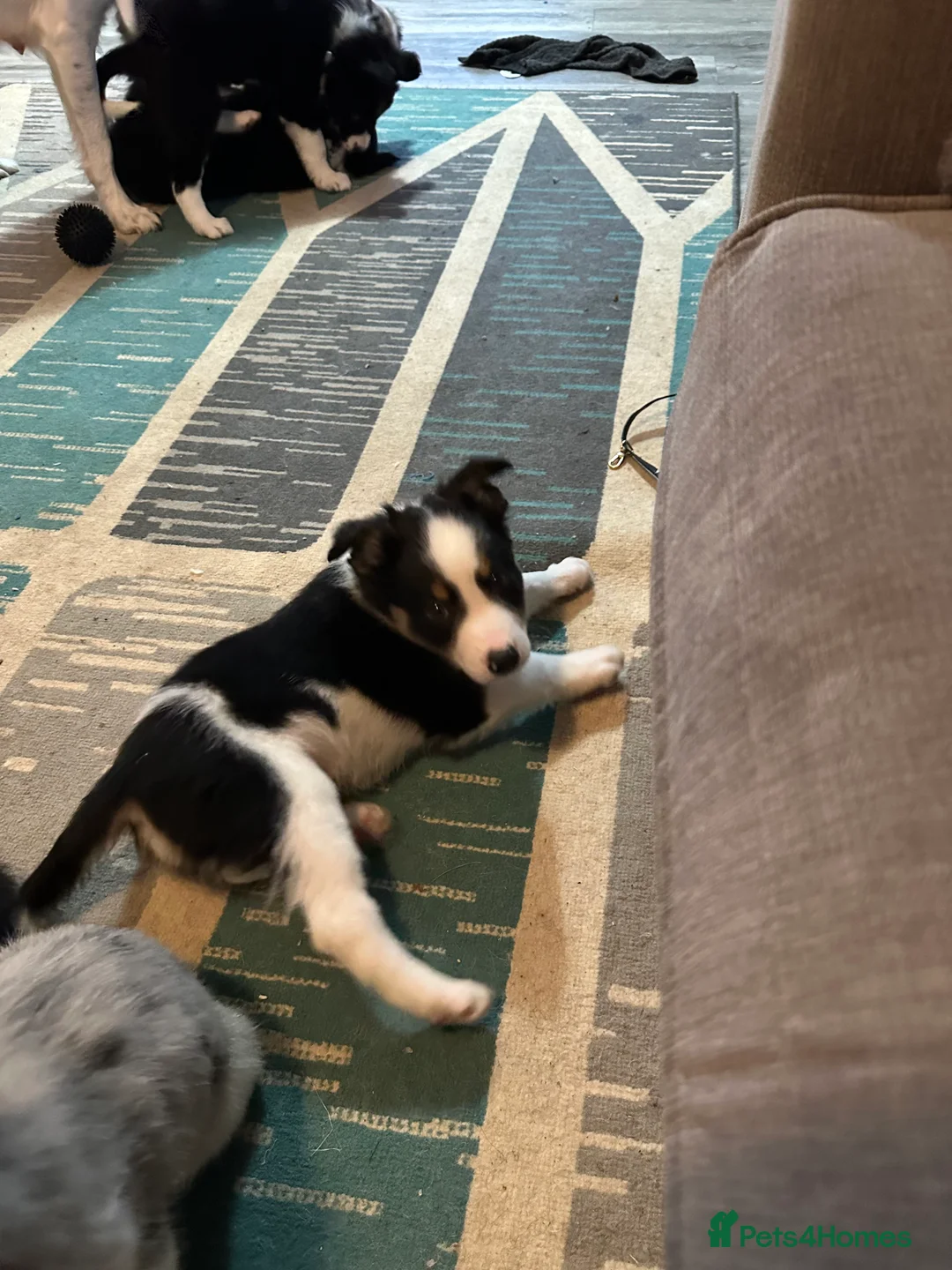 Border Collie dogs for sale: Beautiful Border Collies - Advert 7