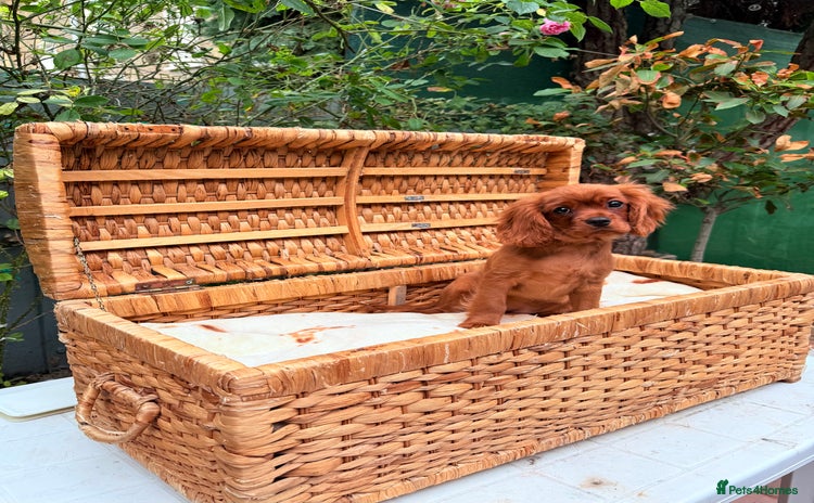 Cavalier King Charles Spaniel dogs - Advert 1