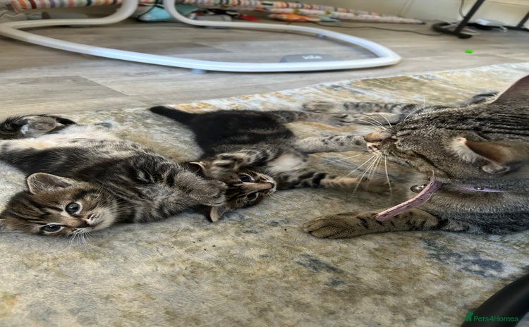 Domestic Shorthair cats - Advert 2