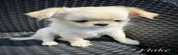 Chihuahua dogs for sale: KC registered long coat show line girl  - Advert 4