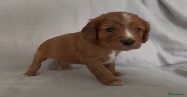 Mixed Breed dogs - Advert 2