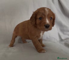 Mixed Breed dogs - Advert 2
