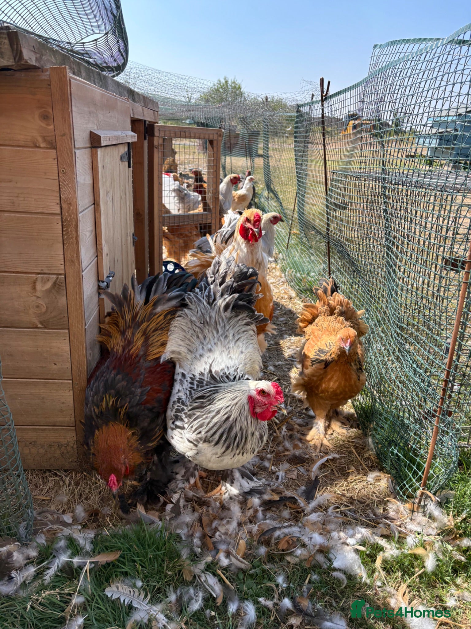 Chickens poultry Large Fowl Brahma Pairs Mixed Colours - Advert 1