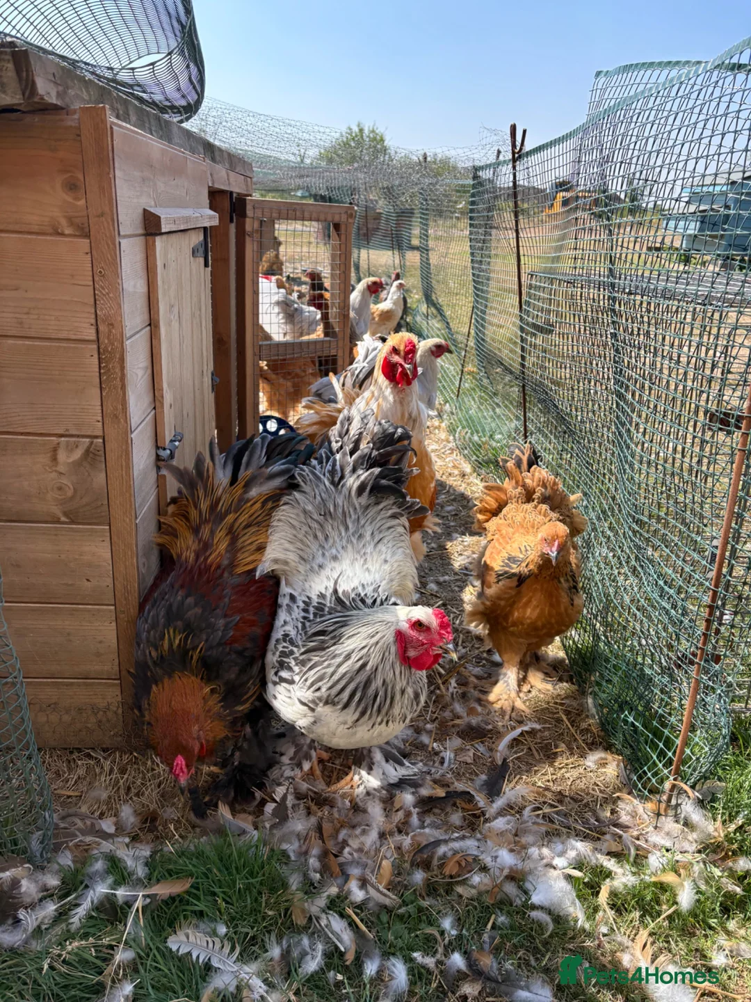 Chickens poultry for sale: Large Fowl Brahma Pairs Mixed Colours - Advert 1