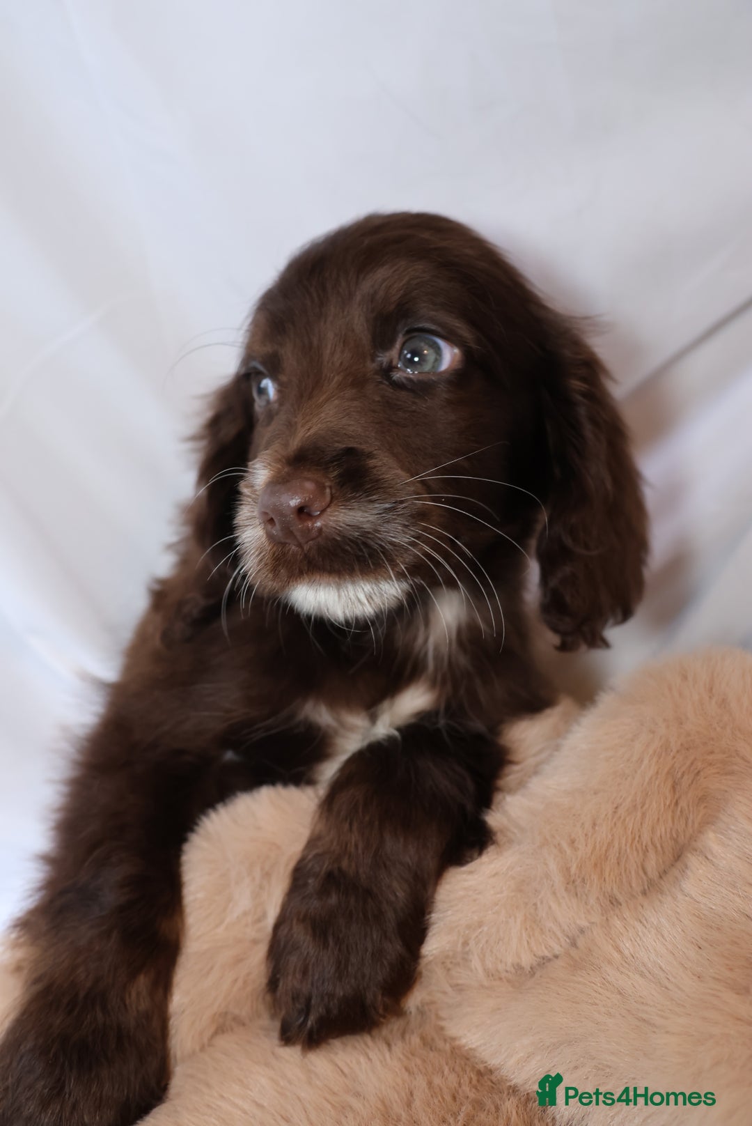 Cocker Spaniel dogs for sale: Championline Cocker Spaniel - Advert 32