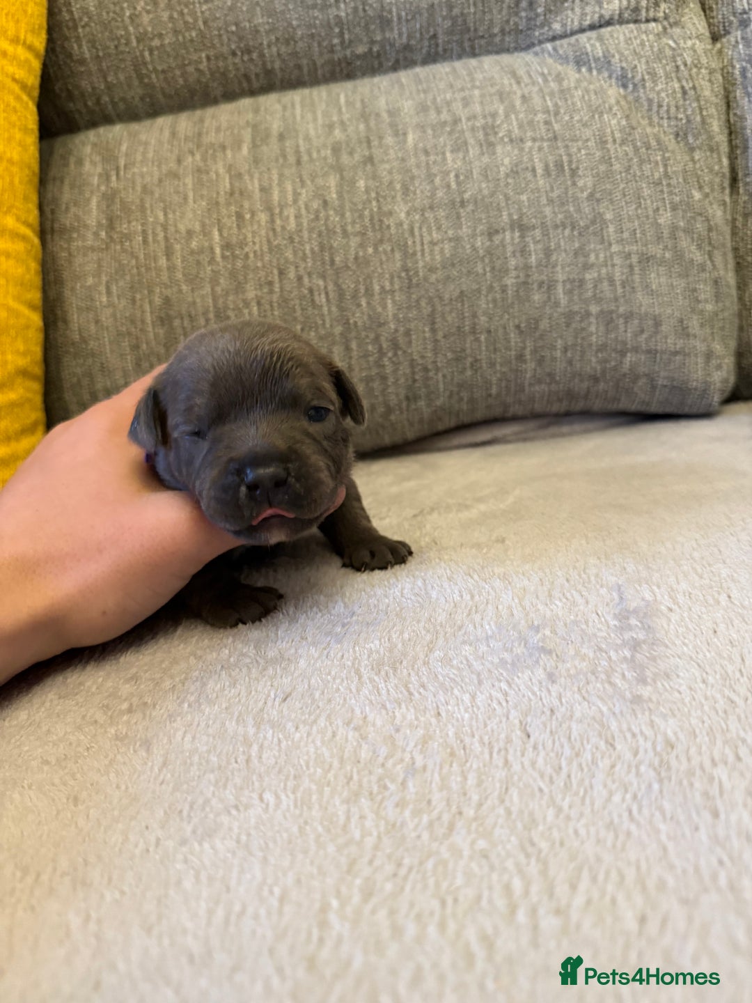 Staffordshire Bull Terrier dogs for sale: 7 BEAUTIFUL STAFFY PUPS SIRED BY CH FIGO - Image 6