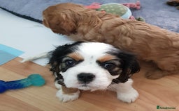 Cavalier King Charles Spaniel dogs for sale: 2 Cavalier king Charles puppies left - Image 17